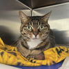 adoptable Cat in Wilmington, DE named Cashew