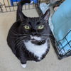 adoptable Cat in Wilmington, DE named Eduardo