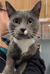 adoptable Cat in Wilmington, DE named Valentino