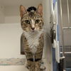 adoptable Cat in Wilmington, DE named Fantine