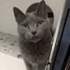 adoptable Cat in Wilmington, DE named Veranda