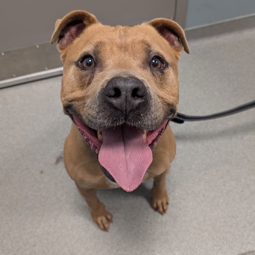 adoptable Dog in Wilmington, DE named Ozzy