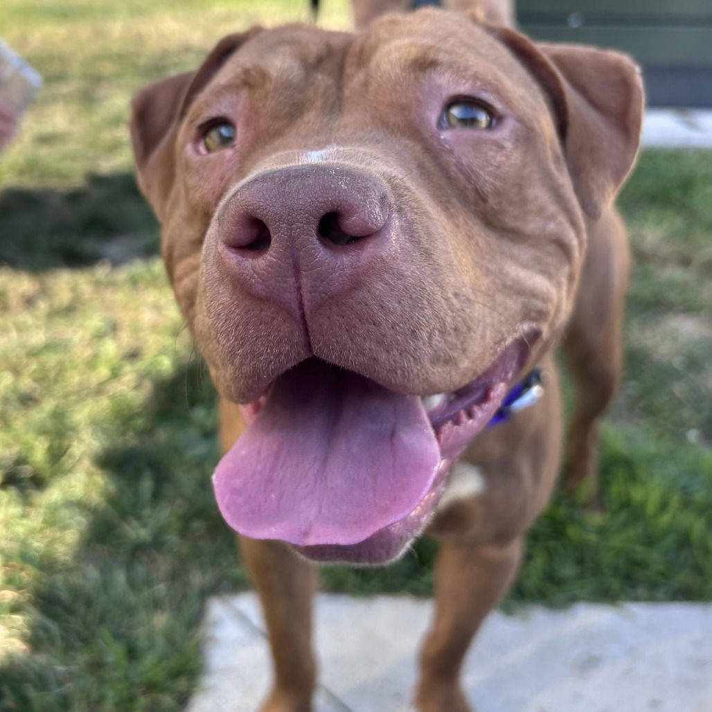 adoptable Dog in Wilmington, DE named Honey Bun