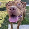 adoptable Dog in  named Honey Bun