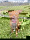 adoptable Dog in  named Barb