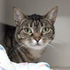 adoptable Cat in Wilmington, DE named Mimosa