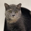 adoptable Cat in Wilmington, DE named Honey
