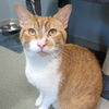 adoptable Cat in Wilmington, DE named Coji