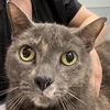 adoptable Cat in Wilmington, DE named Cocoa