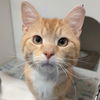 adoptable Cat in Wilmington, DE named Bidoof