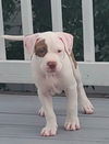 adoptable Dog in  named Gerald
