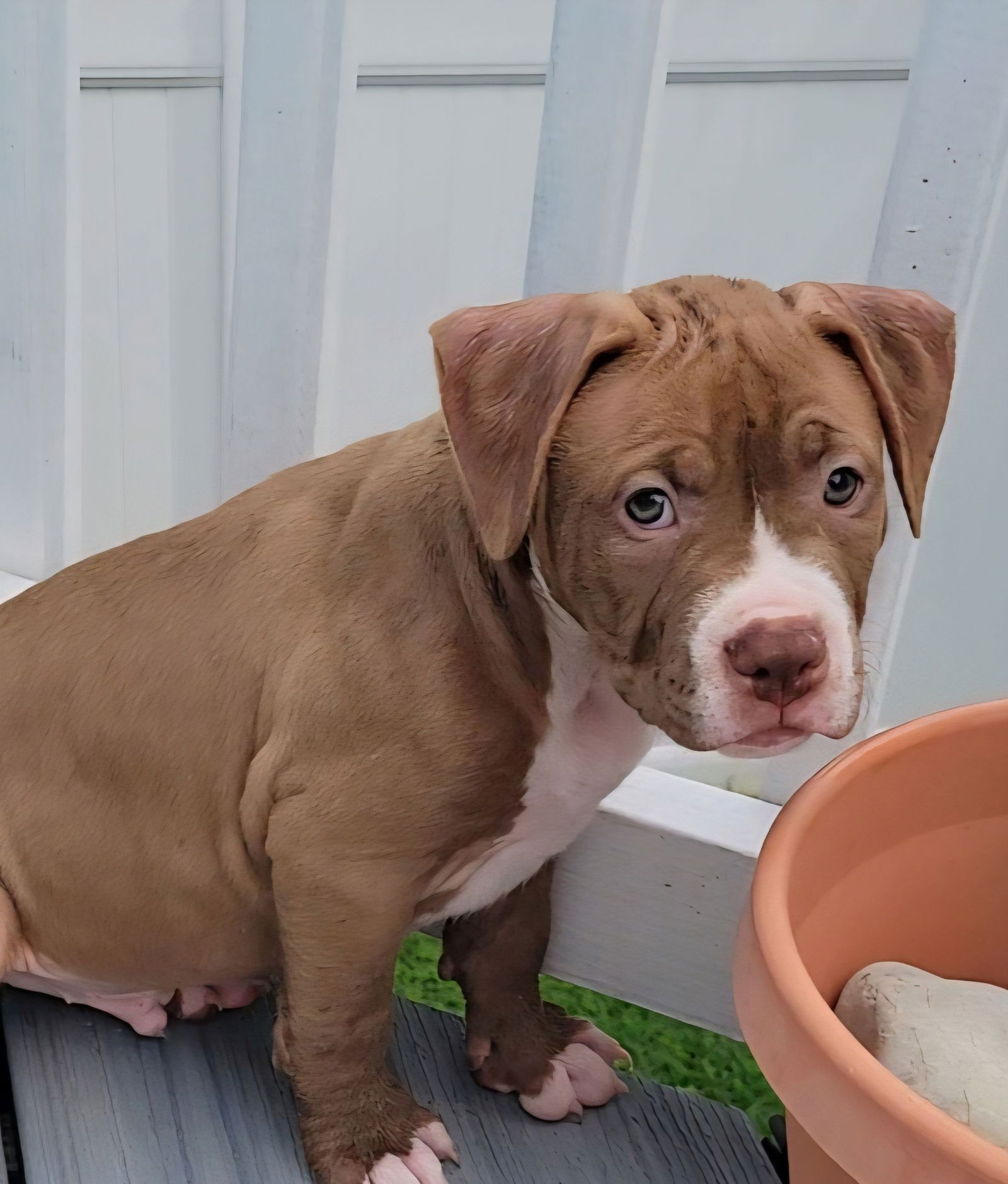 adoptable Dog in Wilmington, DE named Nicki