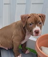 adoptable Dog in  named Nicki