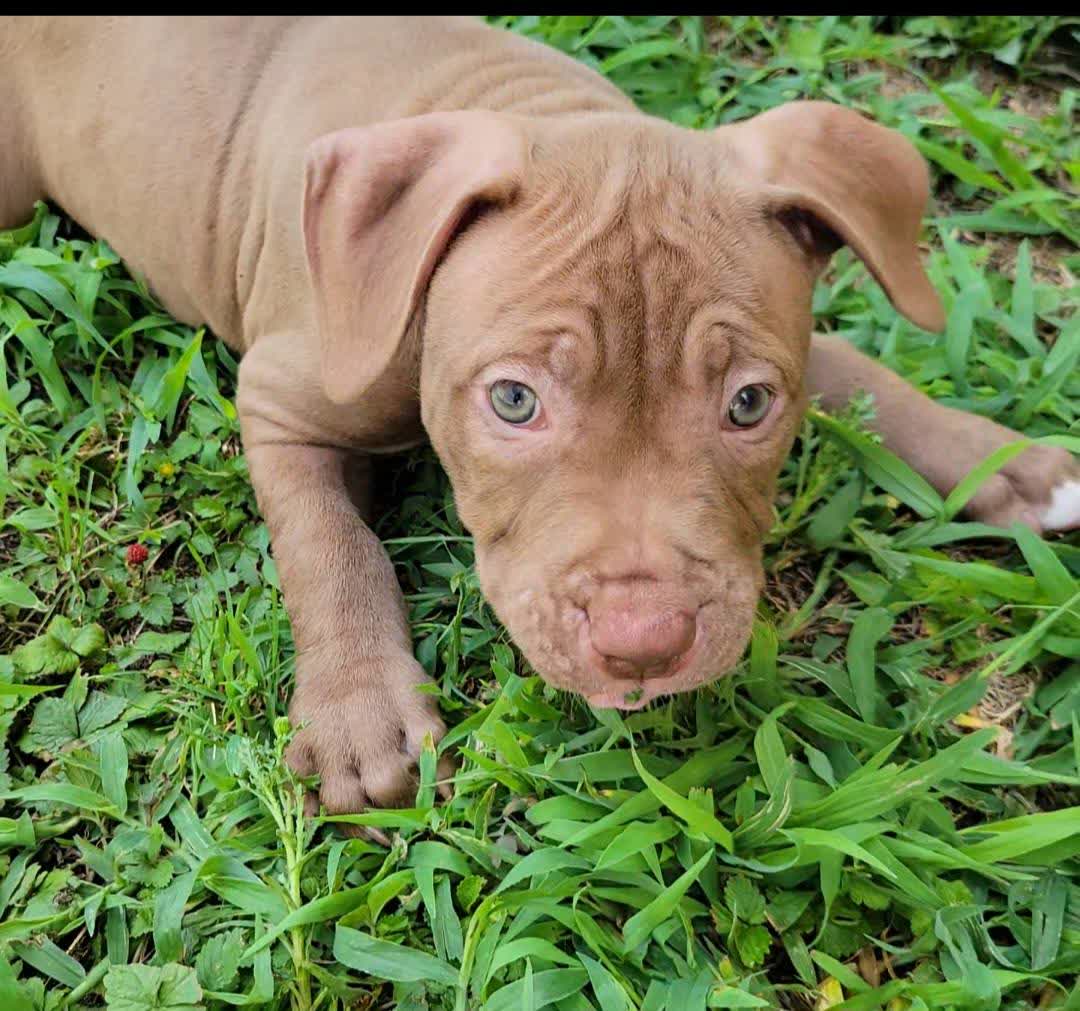 adoptable Dog in Wilmington, DE named Tallin