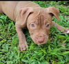 adoptable Dog in  named Tallin