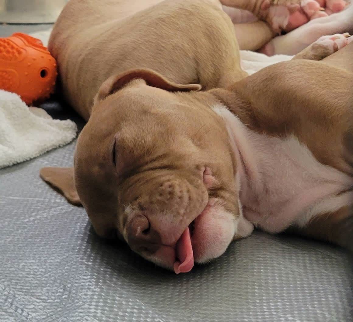 adoptable Dog in Wilmington, DE named Kasie