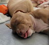 adoptable Dog in  named Kasie