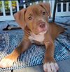 adoptable Dog in  named Kasie