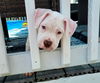 adoptable Dog in  named Amy