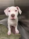 adoptable Dog in  named Amy