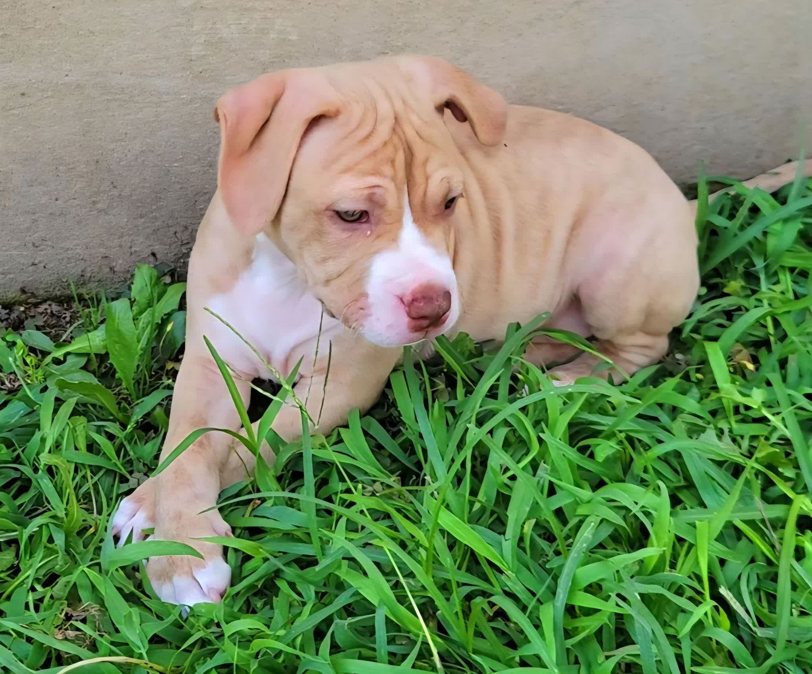 adoptable Dog in Wilmington, DE named Bekah