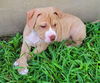 adoptable Dog in  named Bekah