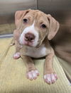 adoptable Dog in  named Bekah