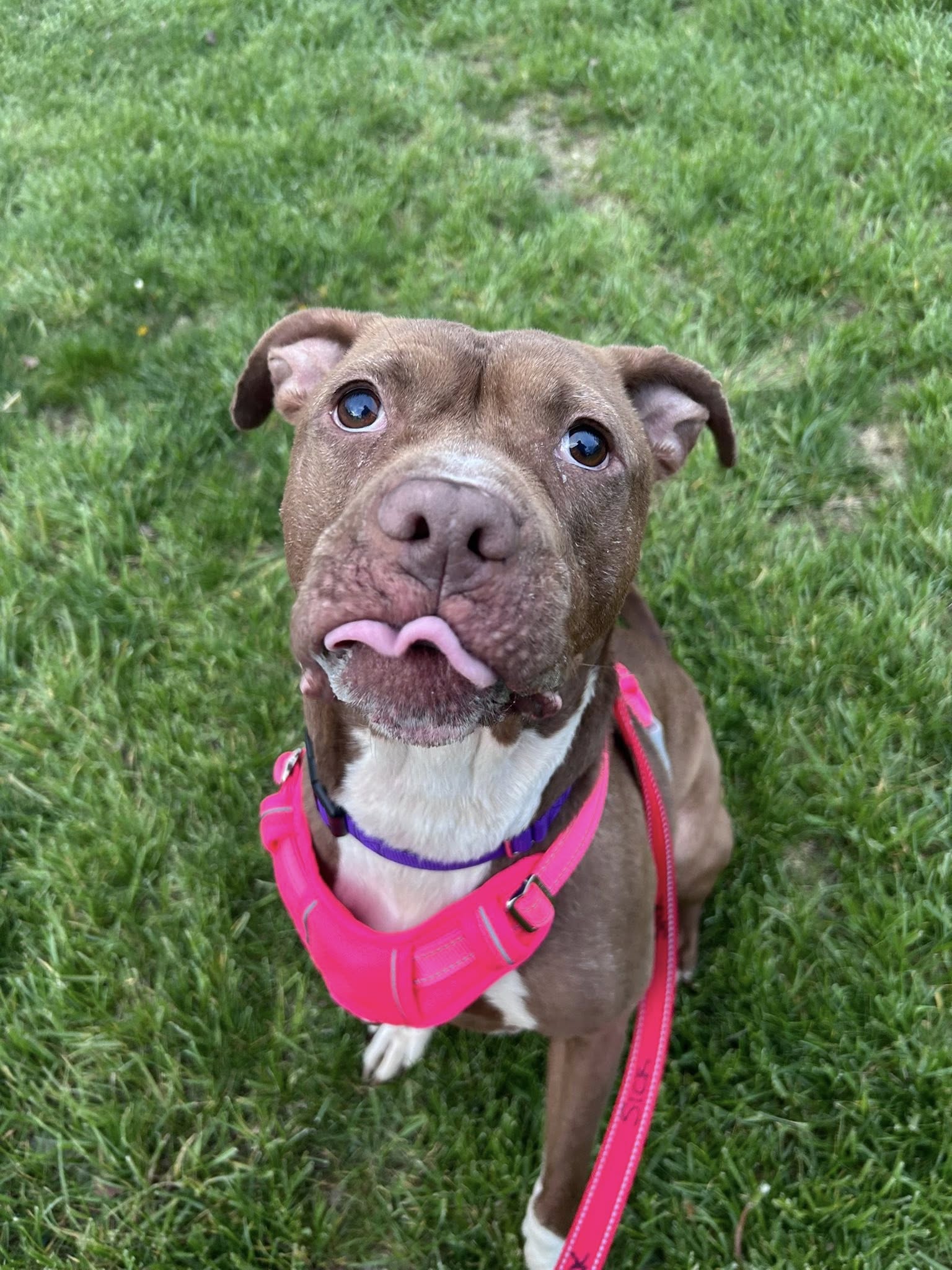 Nala