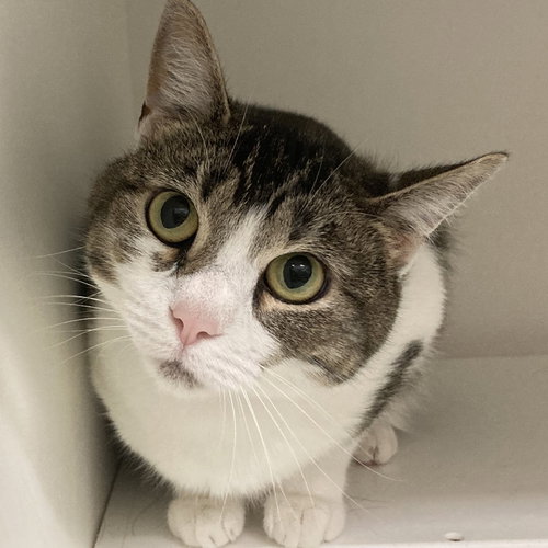 Naomi, Domestic Short Hair, cat for adoption in Lancaster, Pennsylvania
