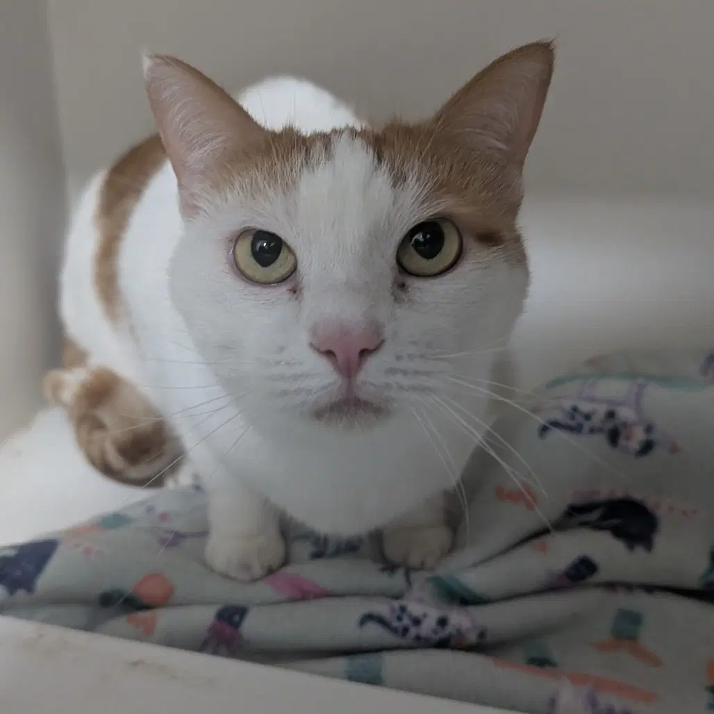 Lily - Domestic Short Hair