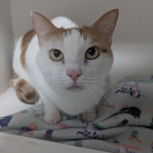 Lily, Adult Domestic Short Hair (short coat), cat for adoption in Lancaster, Pennsylvania
