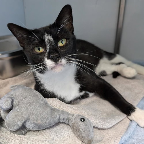 Panda, Adult Domestic Short Hair, cat for adoption in Lancaster, Pennsylvania