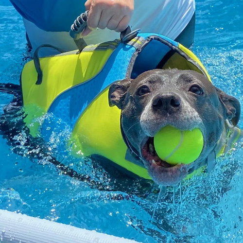 Bailey, an adoptable Pit Bull Terrier in Wilmington, DE