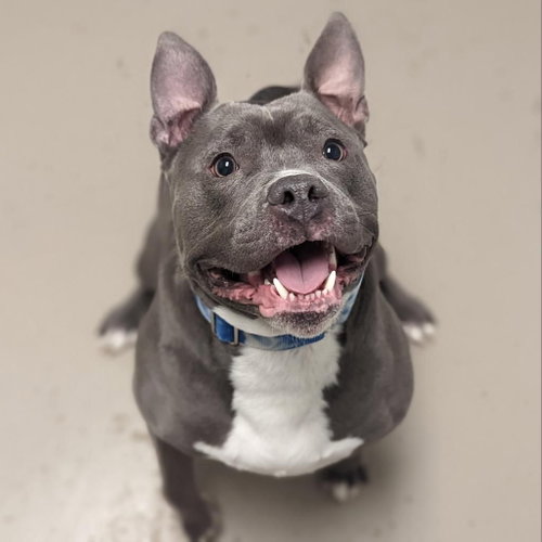 Obie