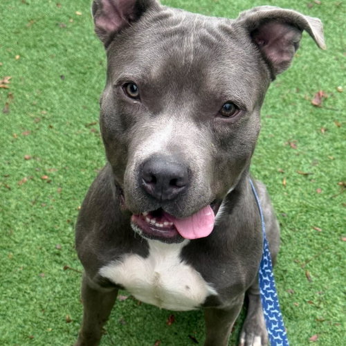Tobias, an adoptable Pit Bull Terrier in Wilmington, DE