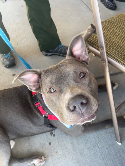 Tobias, an adoptable Pit Bull Terrier in Wilmington, DE