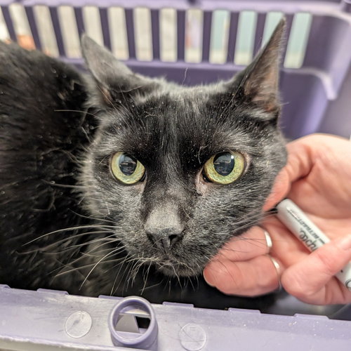 Tiffany, Senior Domestic Short Hair, cat for adoption in Lancaster, Pennsylvania