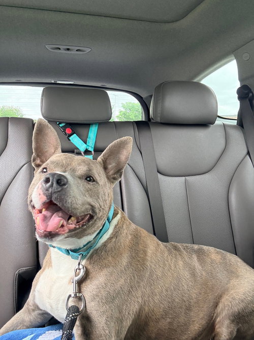 Tony, an adoptable Unknown breed in Wilmington, DE