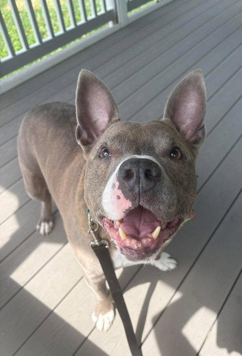 Tony, an adoptable Unknown breed in Wilmington, DE