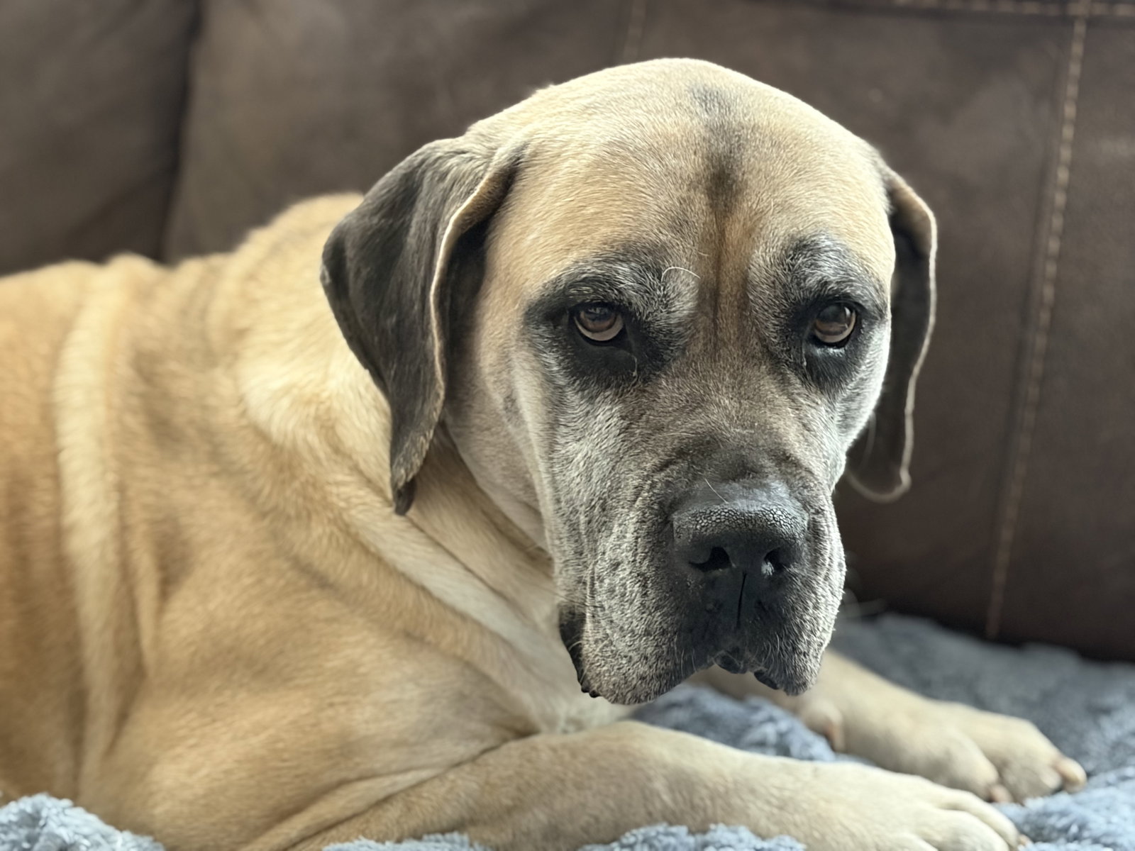 Daisy