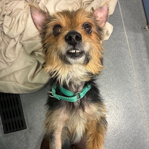 Peppermint, an adoptable Unknown breed in Wilmington, DE