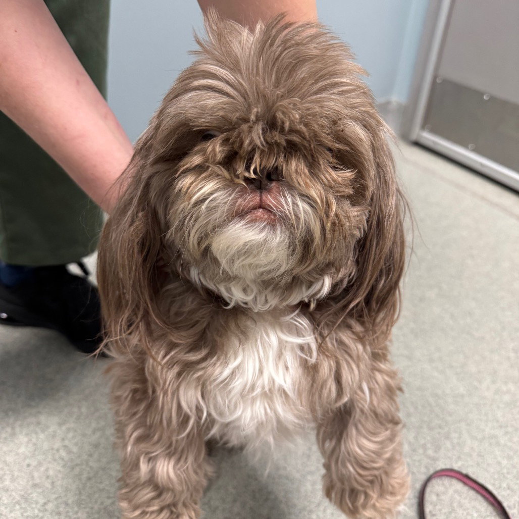 Gizmo