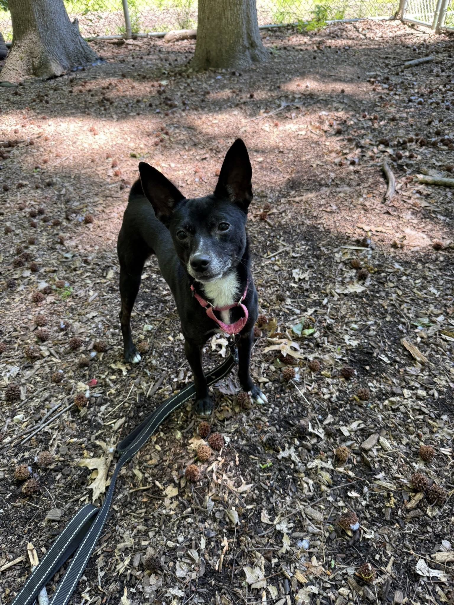 Piper