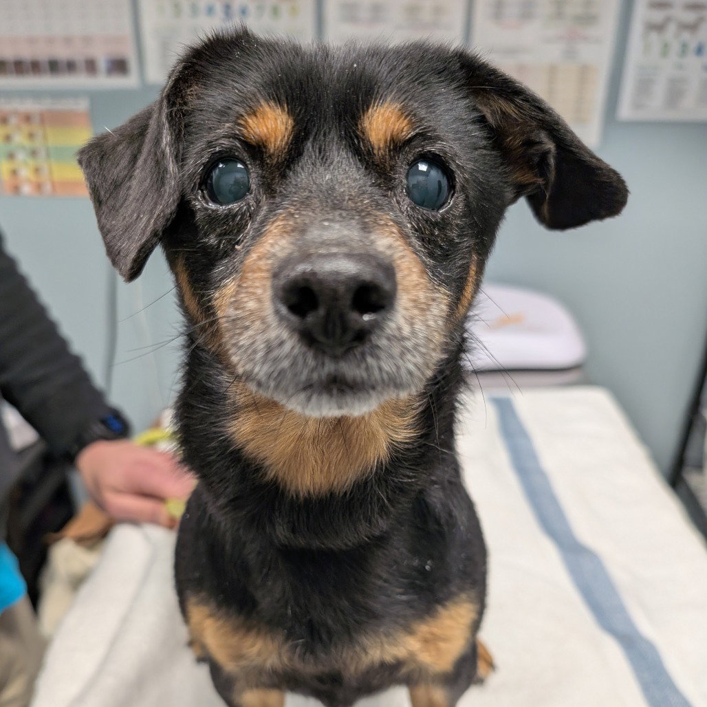 Chico