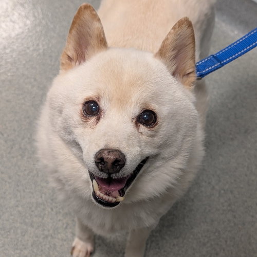 Ketchup, an adoptable Unknown breed in Wilmington, DE
