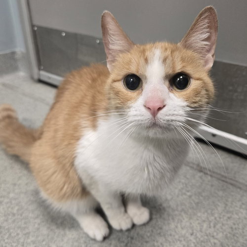 Arrow, Domestic Short Hair, cat for adoption in Lancaster, Pennsylvania
