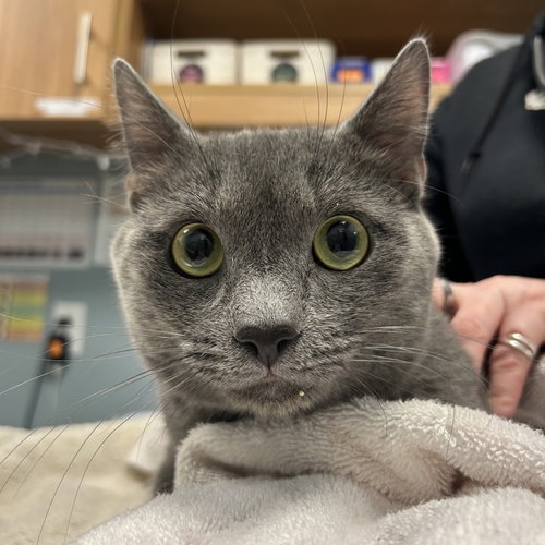 Ben, Domestic Short Hair, cat for adoption in Lancaster, Pennsylvania