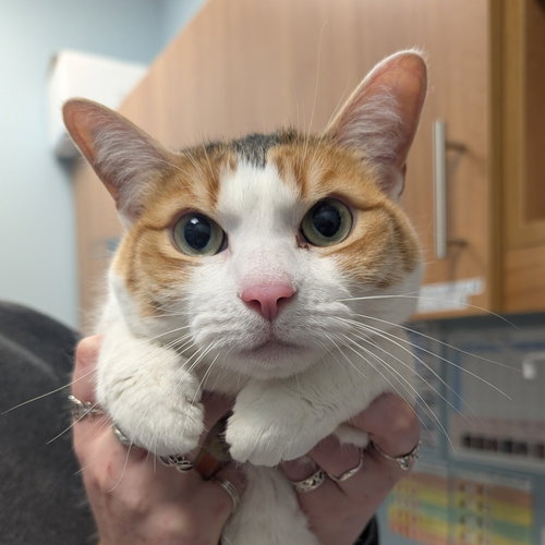 Daisy, Domestic Short Hair, cat for adoption in Lancaster, Pennsylvania
