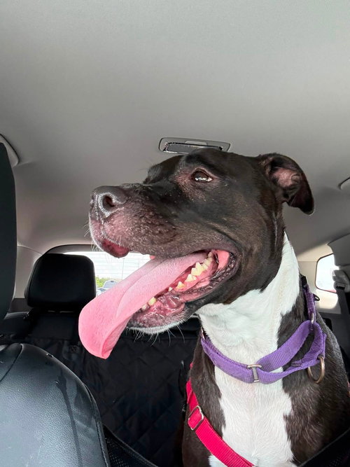 Nina, an adoptable Pit Bull Terrier in Wilmington, DE
