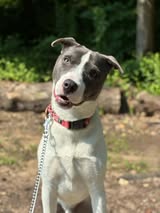 Magnus, a dog for adoption from Faithful Friends Inc